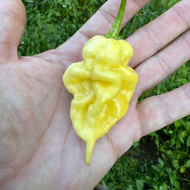 White Knight - Seeds - The Pepper Pantry (Formerly Marie Sharp's)